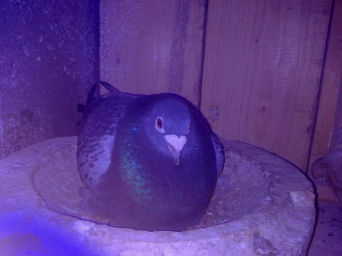 021 - Copy - PORUMBEI VOIAJORI