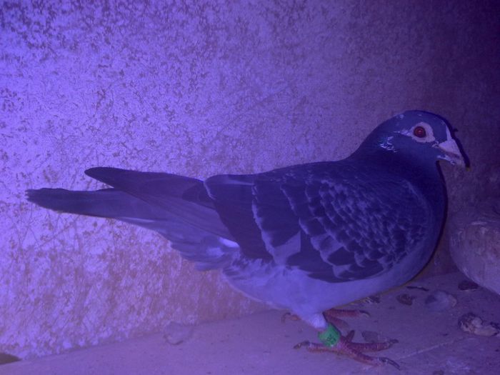 024 - Copy - PORUMBEI VOIAJORI