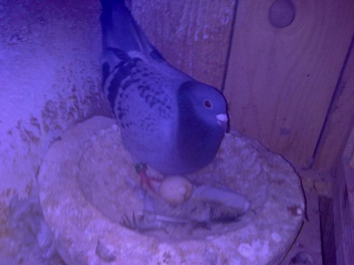 026 - Copy - PORUMBEI VOIAJORI