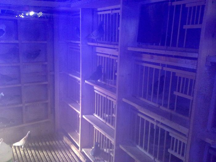 029 - Copy - PORUMBEI VOIAJORI