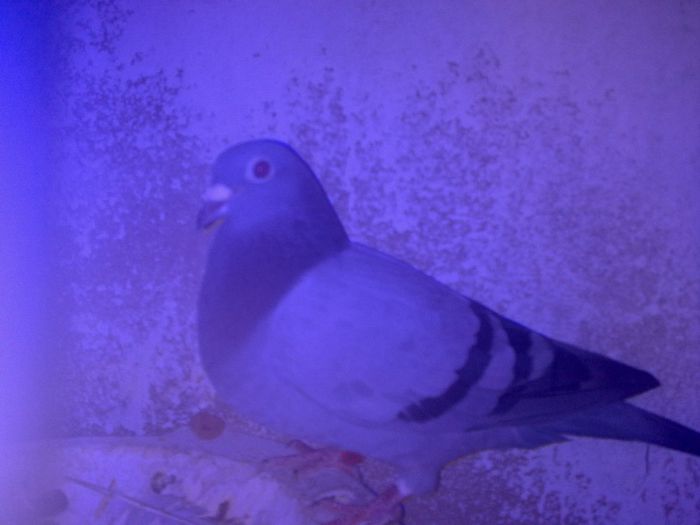 041 - Copy - PORUMBEI VOIAJORI