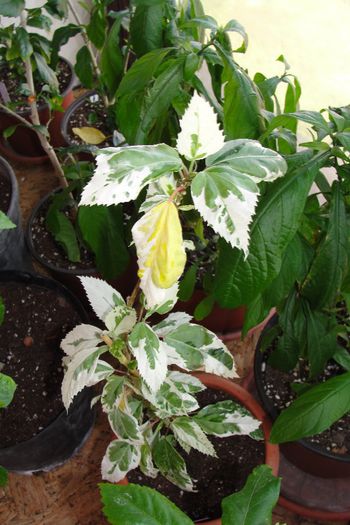 Cooperi "Snow White"