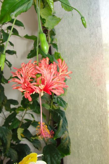 Schizopetalus