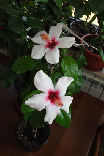 Apple Blossom