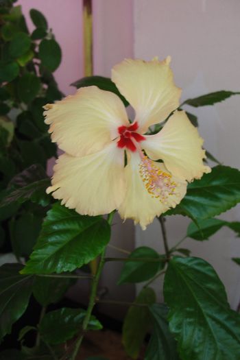 Dainty Mango / Sri Lanka