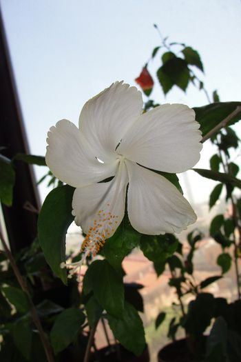 Dainty White