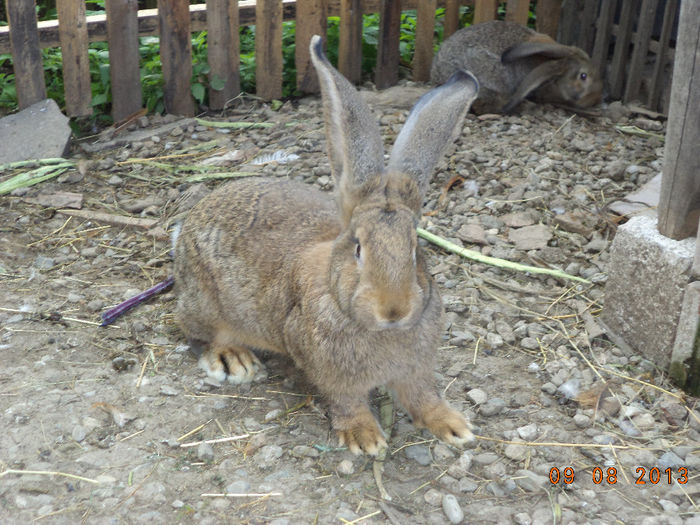 Femela de la iepuroaica mare; O tin de prasila ca are genetica buna
