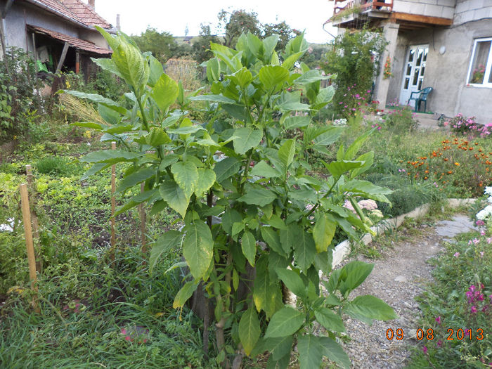 Floarea lui Gabi cu muguri - Tapul si iepurasii toamna