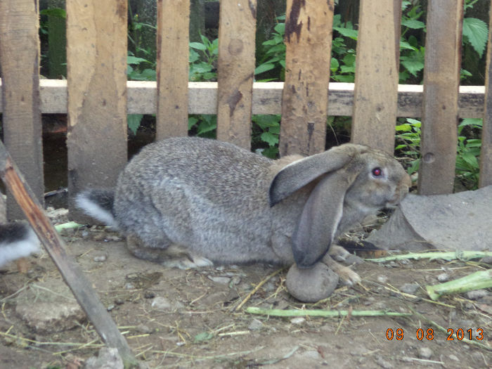 O femela cu urechile intr-o parte