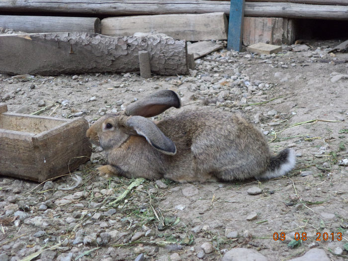 O femela din 13 iunie