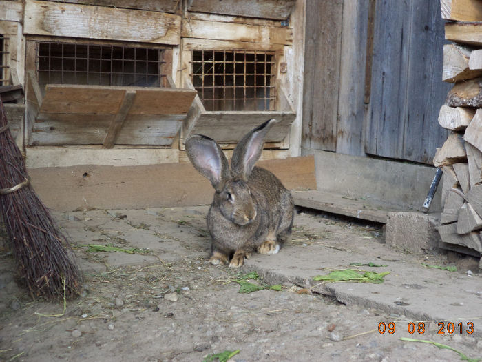 O femela frumoasa din 12 aprilie