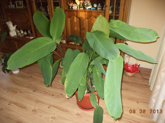 O floare din casa la Gabitza