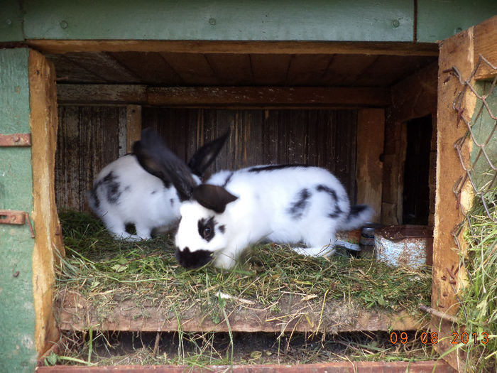 Puisori de fluturasi