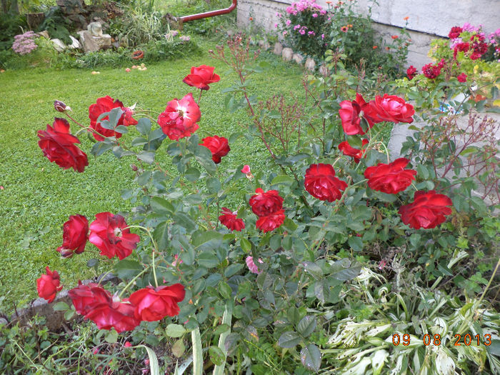 Trandafirii deosebiti la Gabitza - Tapul si iepurasii toamna
