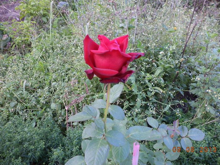 Trandafirul inflorit - Tapul si iepurasii toamna