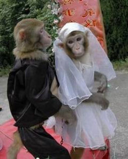 Doua-maimute-s-au-casatorit-in-China - Maimute