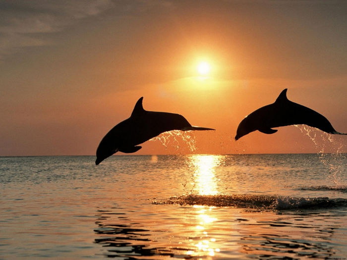 delfini-al-tramonto-888360 - Delfini