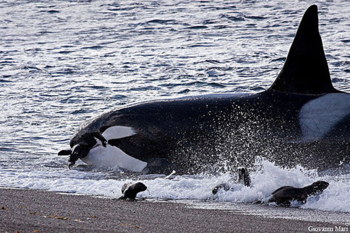 orca_cu_foca - Balene