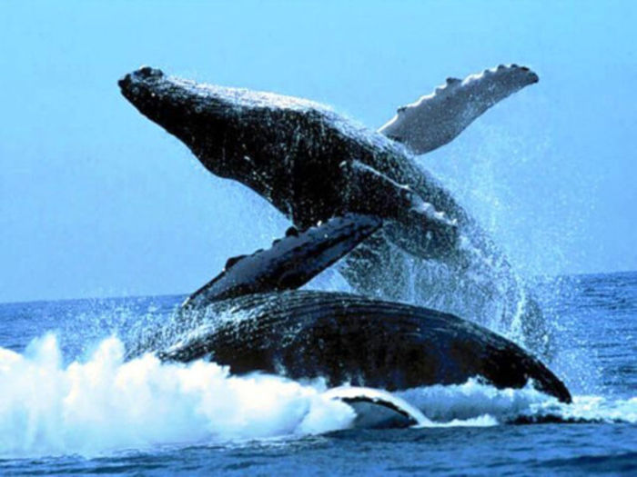comportamentul-balenelor - Balene
