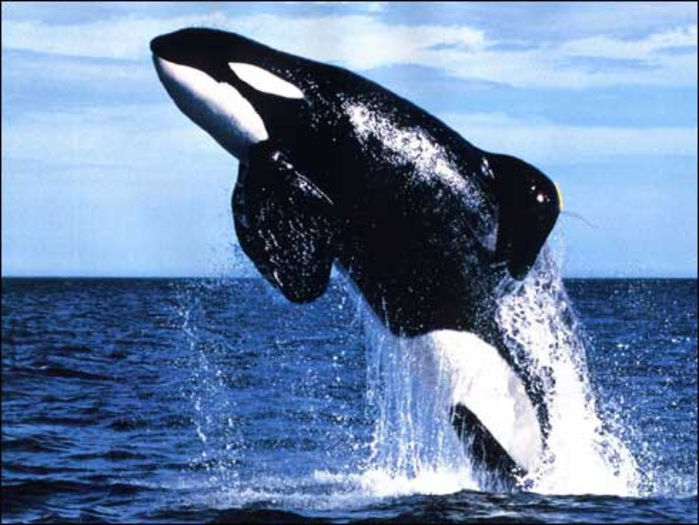balena - Balene