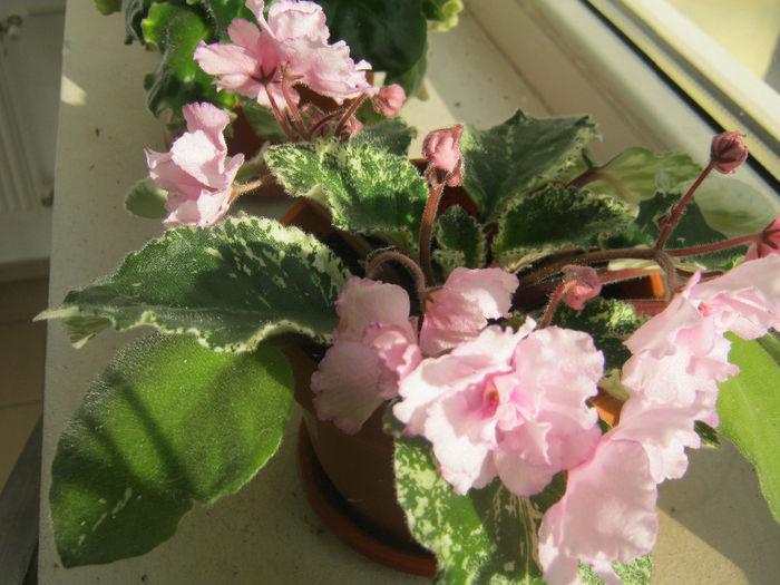 Violete 62 - Fredette_s Risen Star; pentru Mirelus
