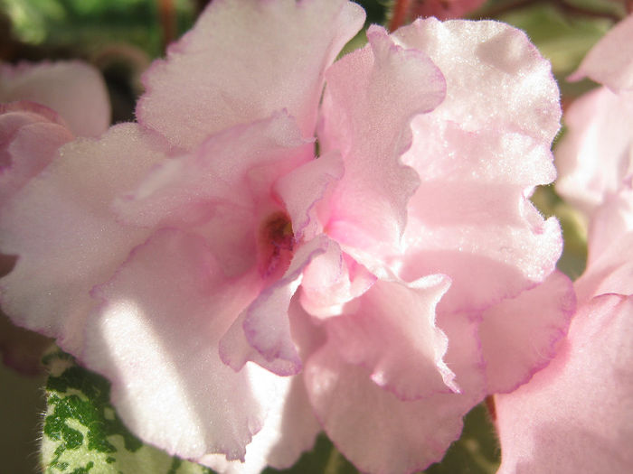 Violete 64 - Fredette_s Risen Star; pentru Mirelus
