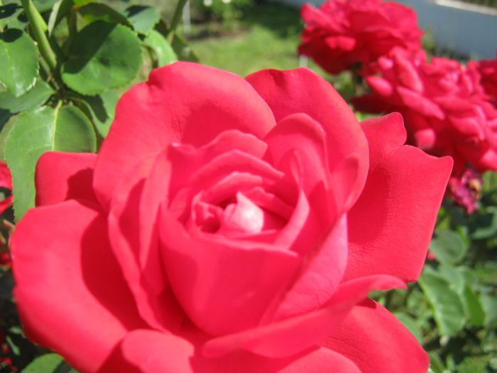 Trandafiri 37 - trandafiri 2013