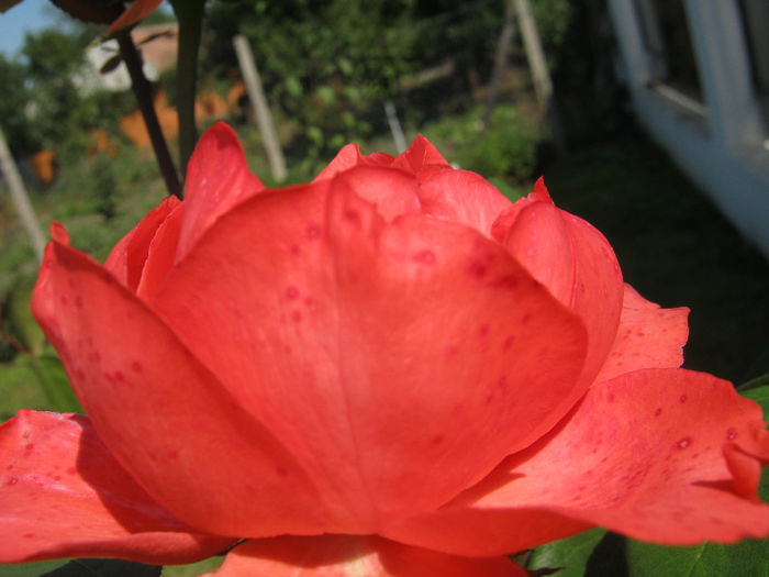 Trandafiri 38 - trandafiri 2013