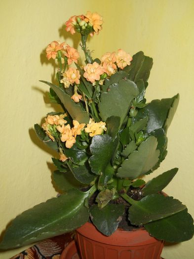 kalanchoe portocaliu - flori de interior 2013