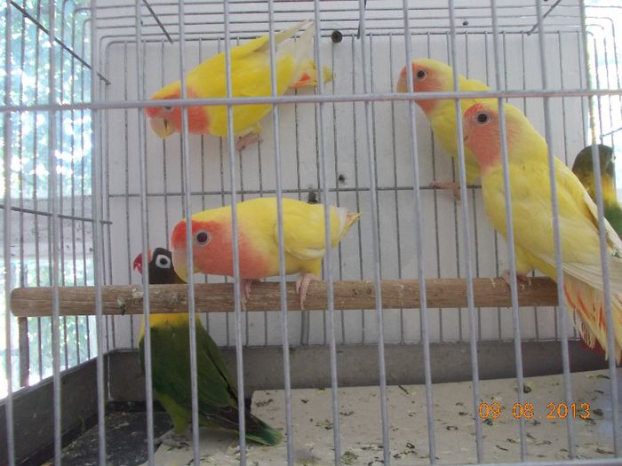 DSCN2371 - Agapornis-Pui-13