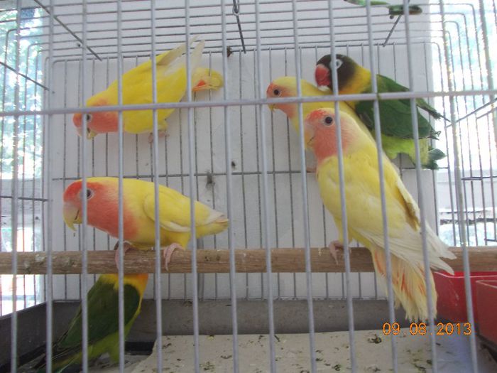 DSCN2372 - Agapornis-Pui-13