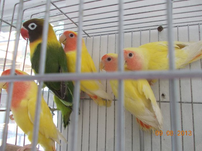 DSCN2379 - Agapornis-Pui-13