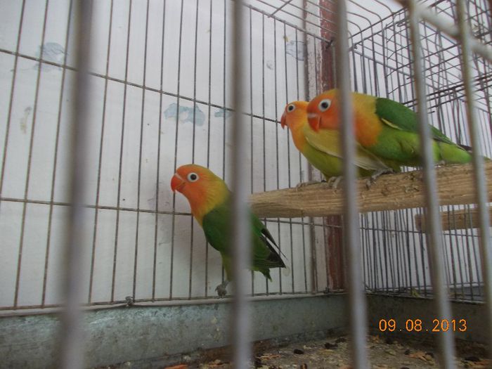 DSCN2380 - Agapornis-Pui-13