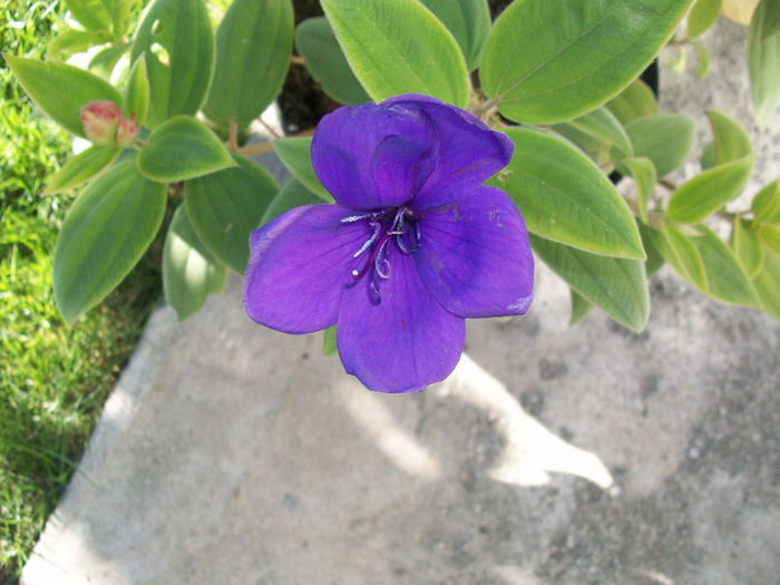 100_7592 - tibouchina