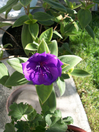 100_7594 - tibouchina