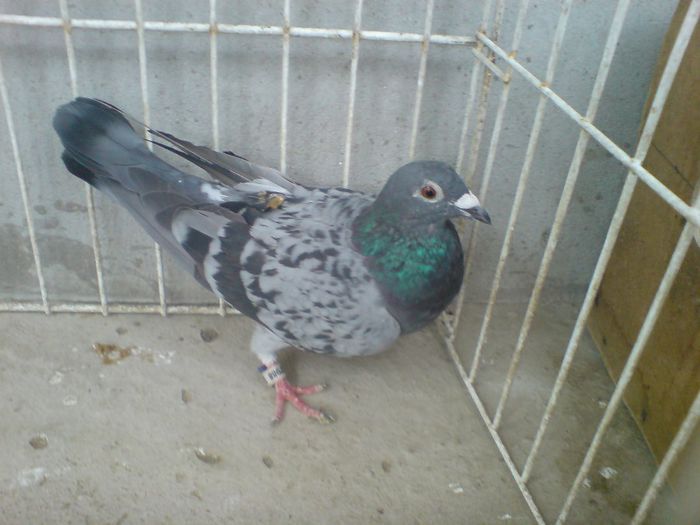 Ro 12-0557988 vandut - Voiajori straini 8 vanduti