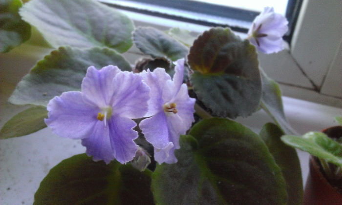 Anastasia - pui (flori si boboci) 10 lei - a Violete Pui de vanzare