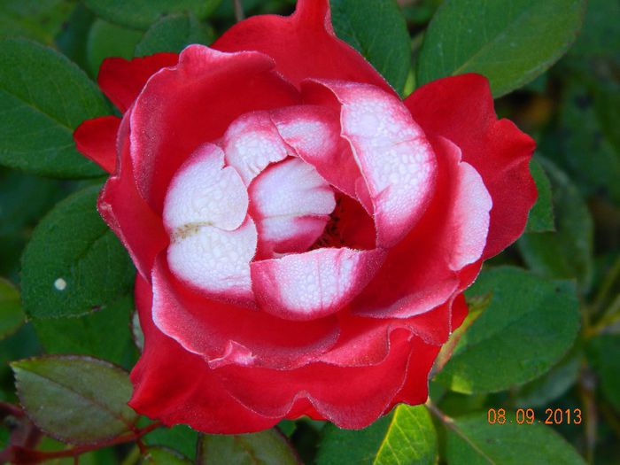 036 - 04_TOAMNA