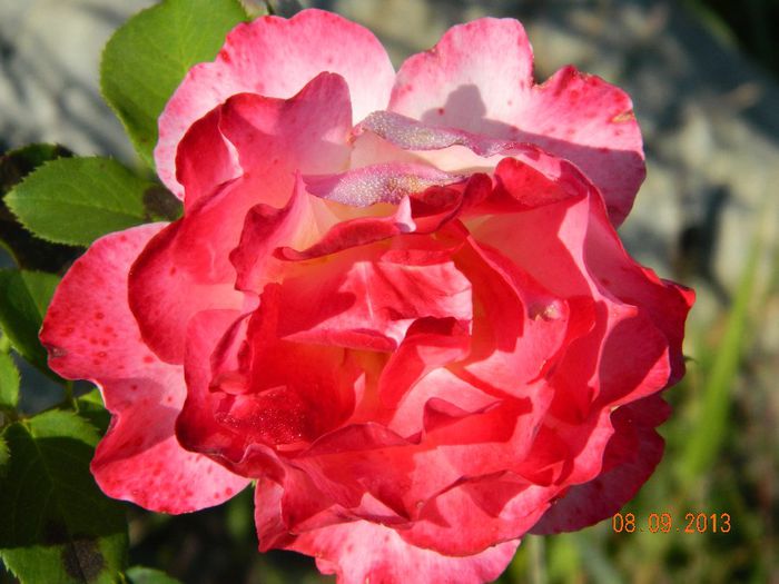 043 - 04_TOAMNA