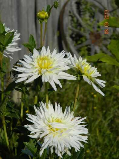 046 - 04_TOAMNA