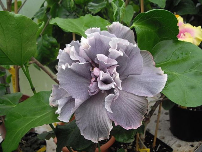 marianne_charlton hibi - charlton marianne hibiscus