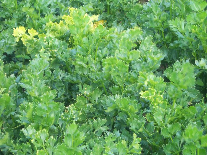 DSCN1908 - Cu  asta  eu  ma  ucup  legumicultura