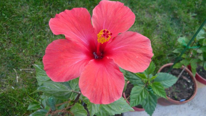 Picture 1919 - x 2013 hibiscus rosa sinesis 2