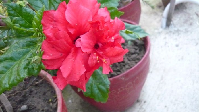 Picture 1928 - x 2013 hibiscus rosa sinesis 2