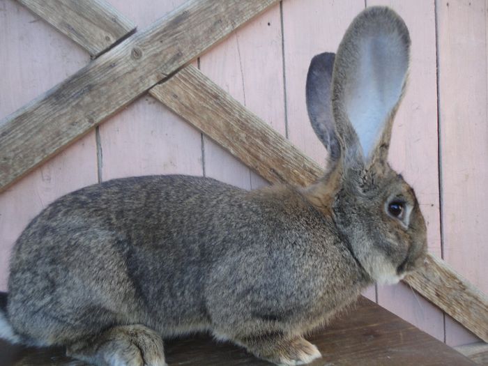 pierdut la 1,2 ani - uu arhiva iepuri
