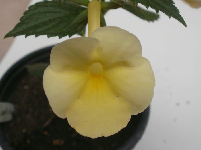 `Himalayan Sunrise` - Achimenes and co