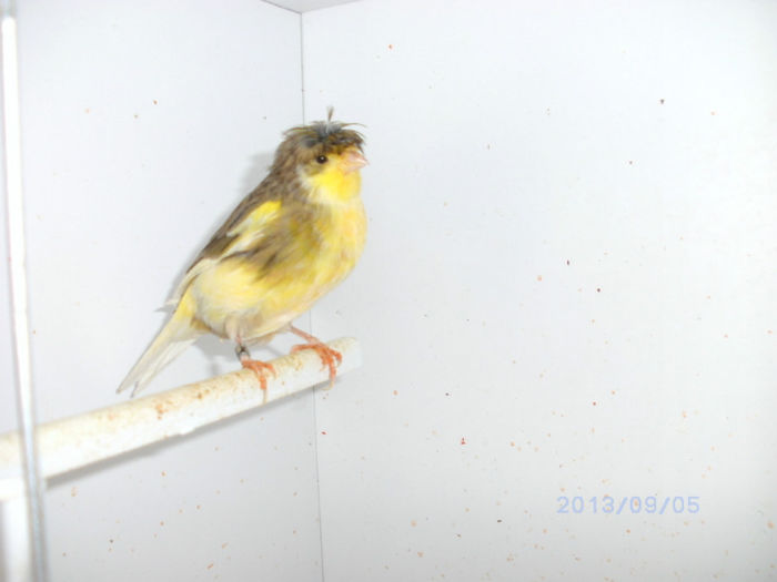 BILD0101 - canari2013