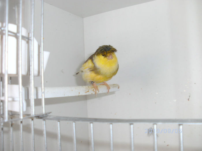 BILD0113 - canari2013