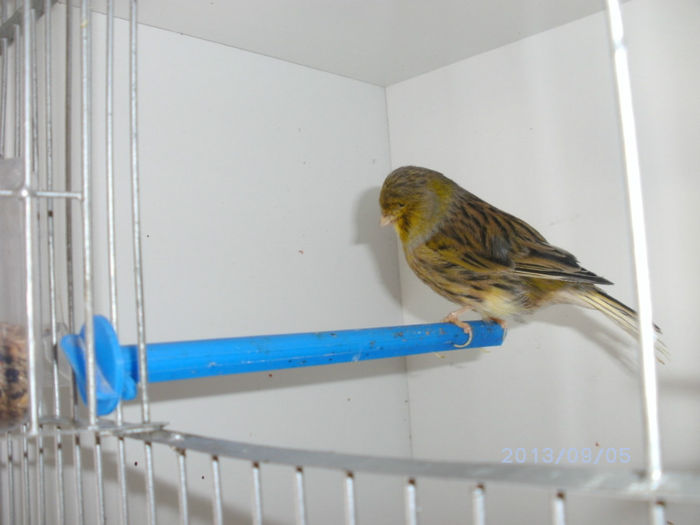 BILD0127 - canari2013