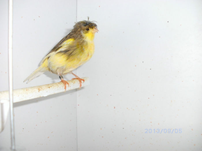 BILD0100 - canari2013